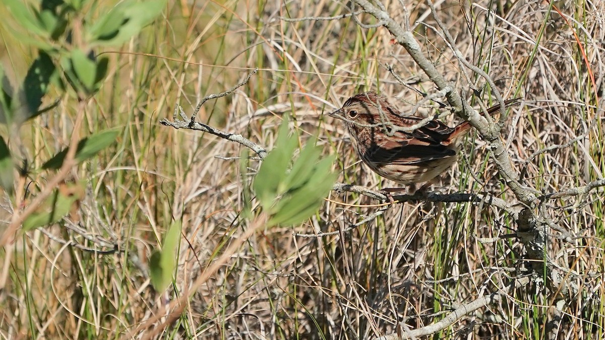 Song Sparrow - ML643278570