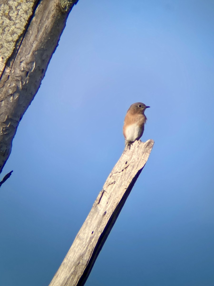 Eastern Bluebird - ML643278571