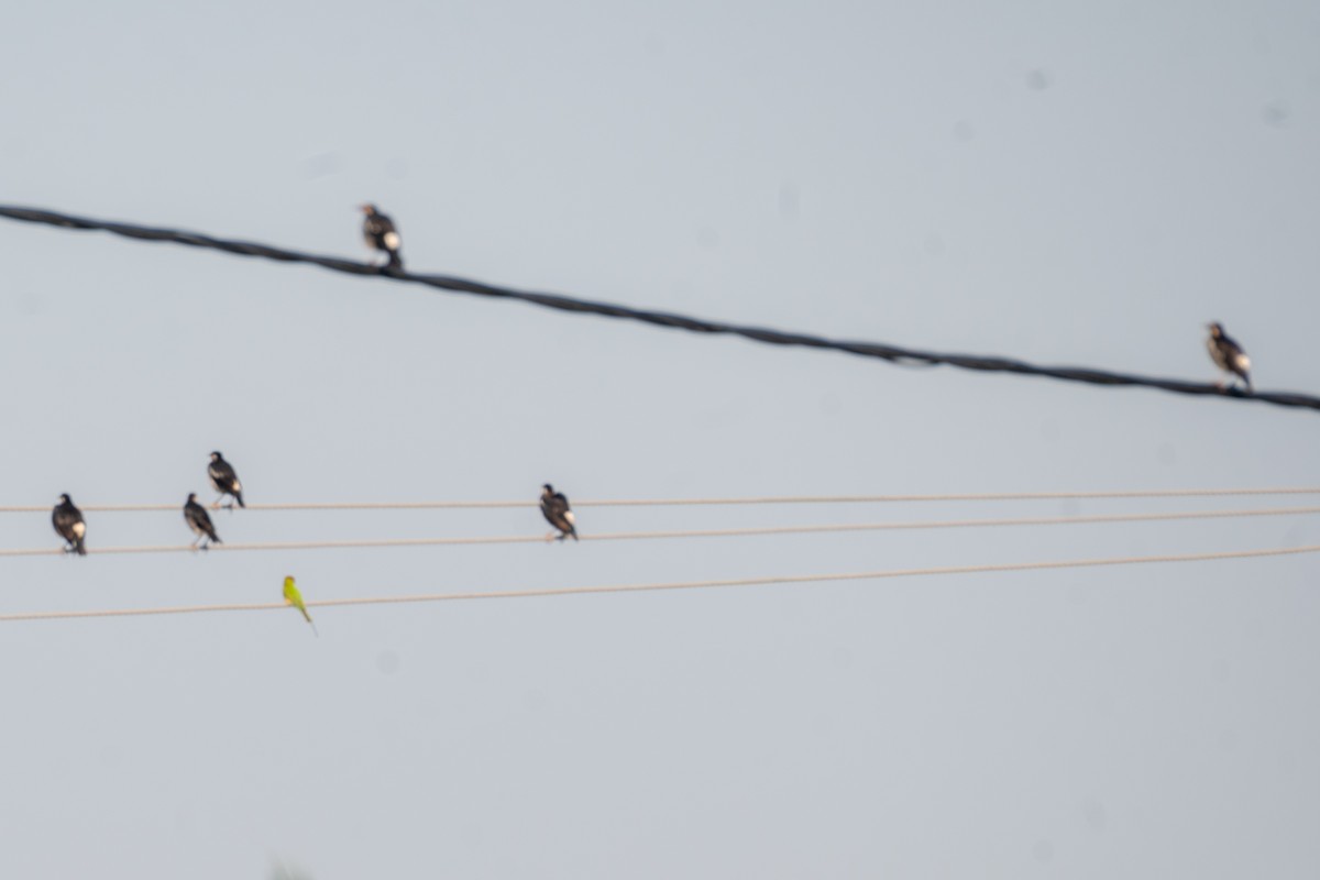 Indian Pied Starling - ML643278590