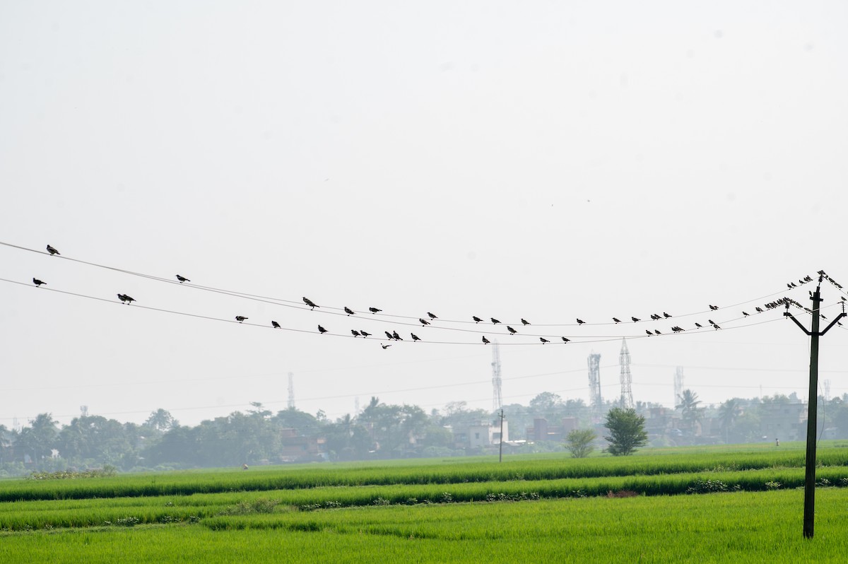 Indian Pied Starling - ML643278596