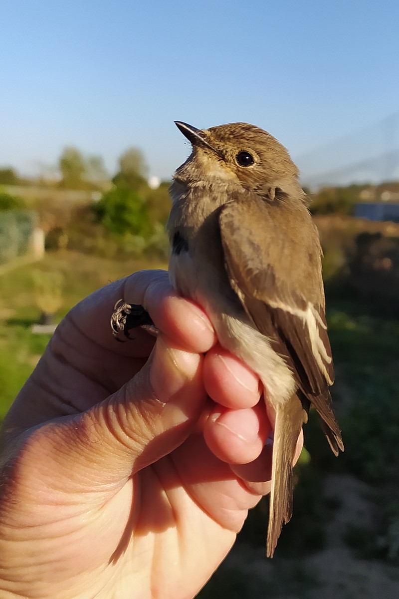 European Pied Flycatcher - ML643278614