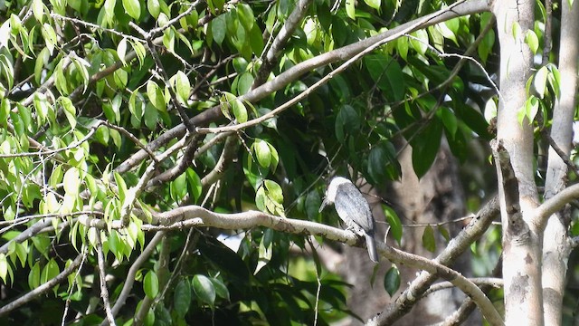 Guianan Puffbird - ML643278636