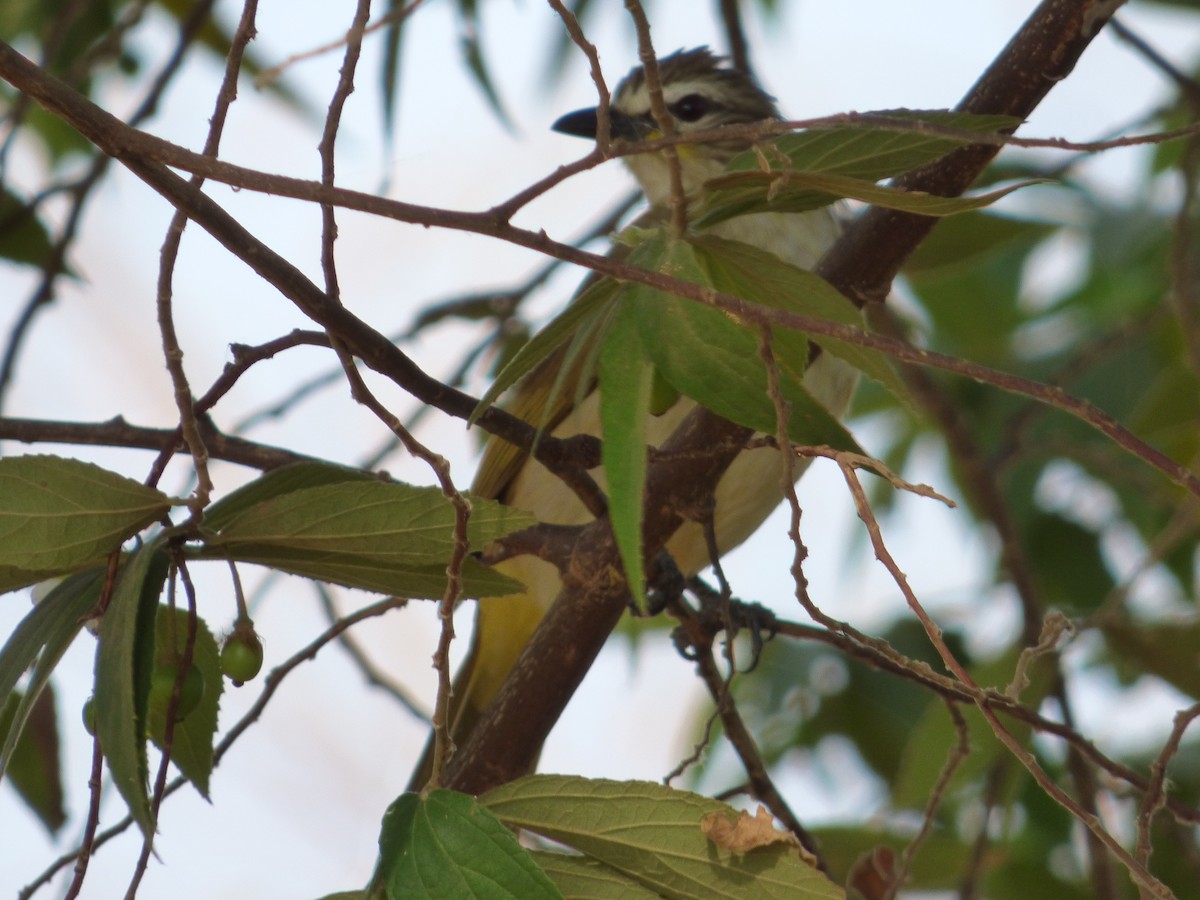 White-browed Bulbul - ML643278639