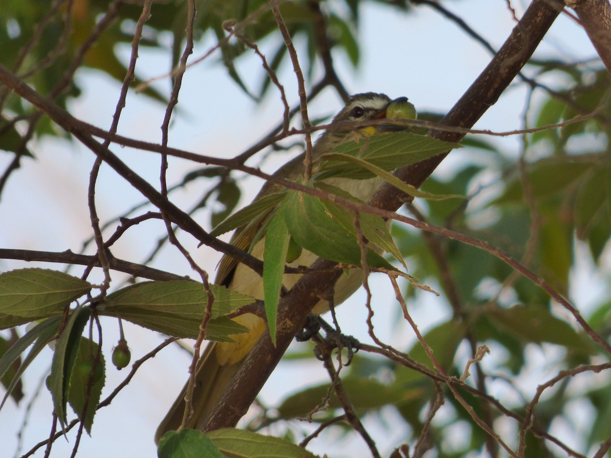 White-browed Bulbul - ML643278640