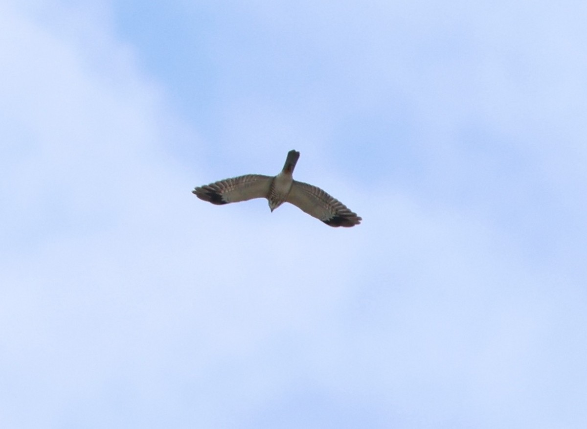 Chinese Sparrowhawk - ML643278645