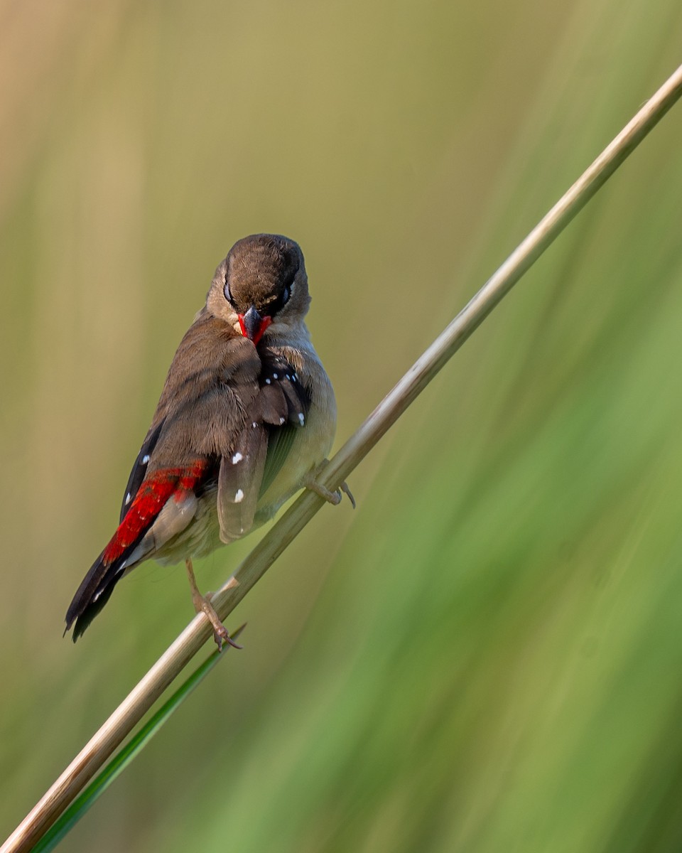 Red Avadavat - ML643278666