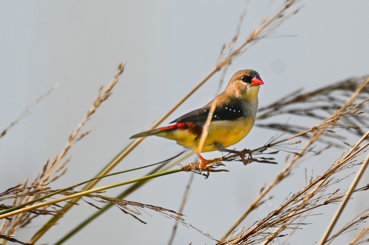 Red Avadavat - ML643278667