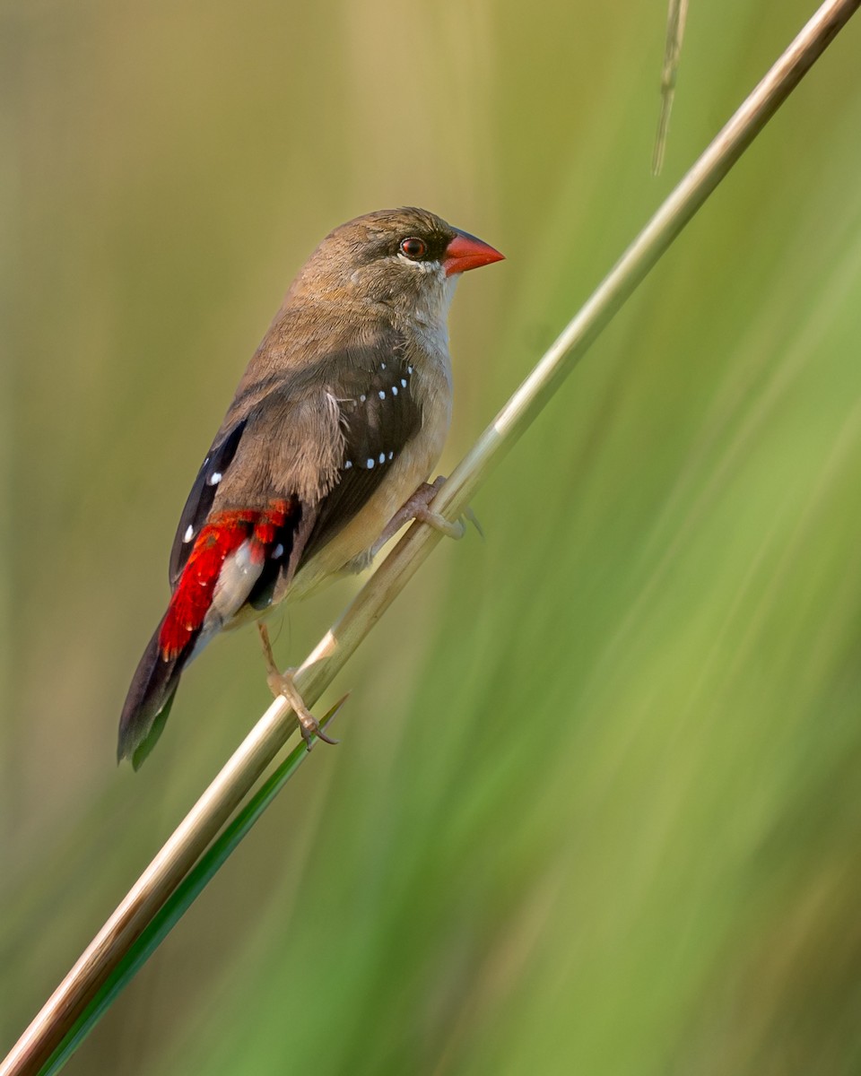 Red Avadavat - ML643278668