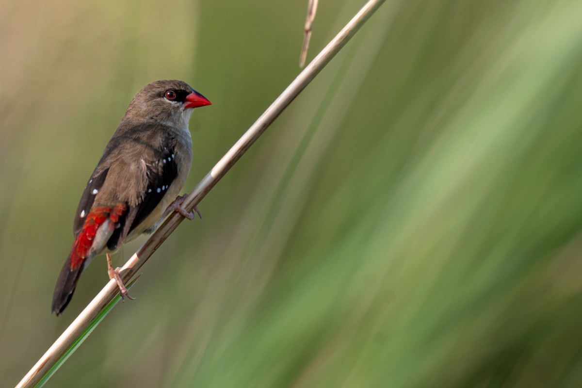 Red Avadavat - ML643278669