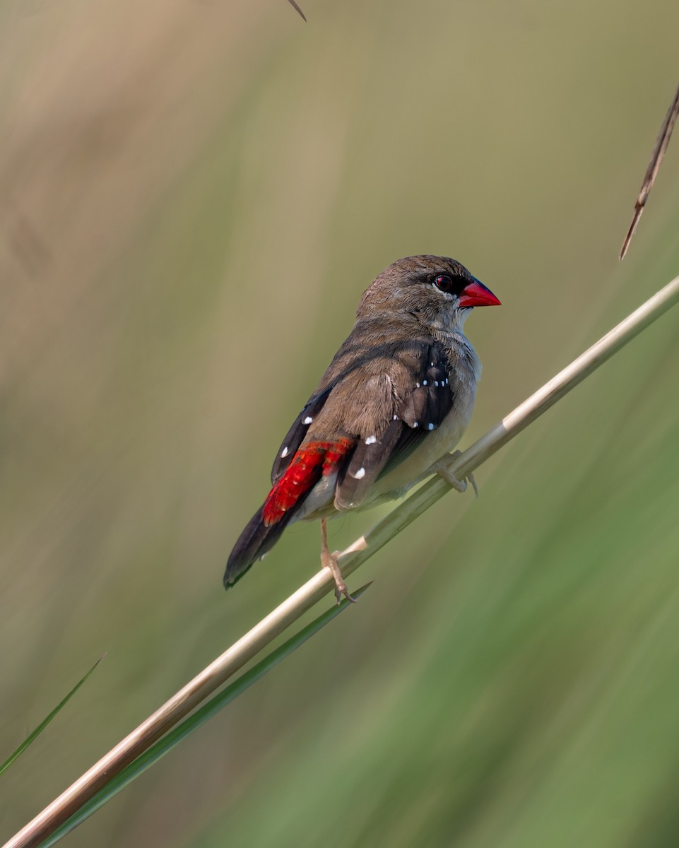 Red Avadavat - ML643278670