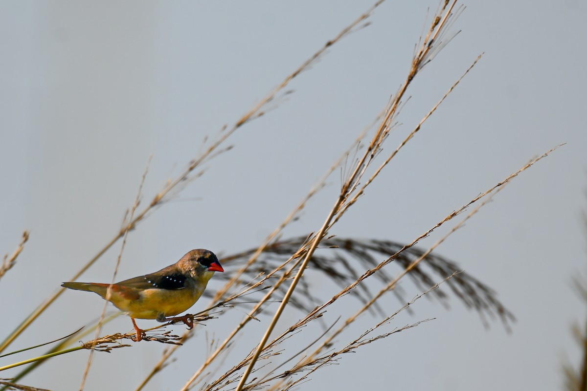 Red Avadavat - ML643278671