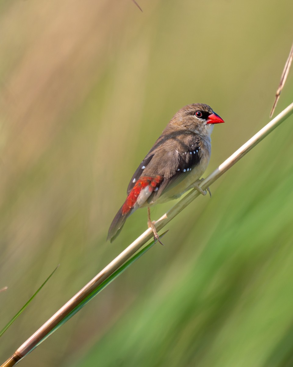 Red Avadavat - ML643278677