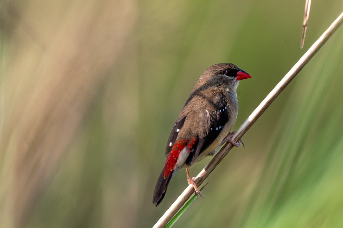 Red Avadavat - ML643278682