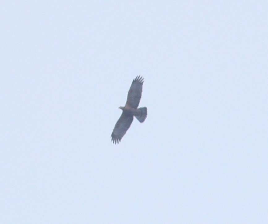 Oriental Honey-buzzard - ML643278691
