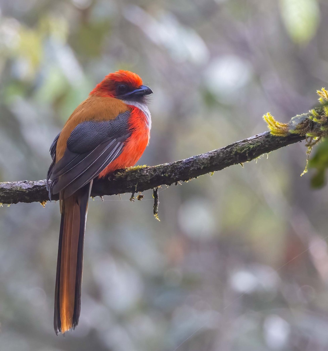 Whitehead's Trogon - ML643278694
