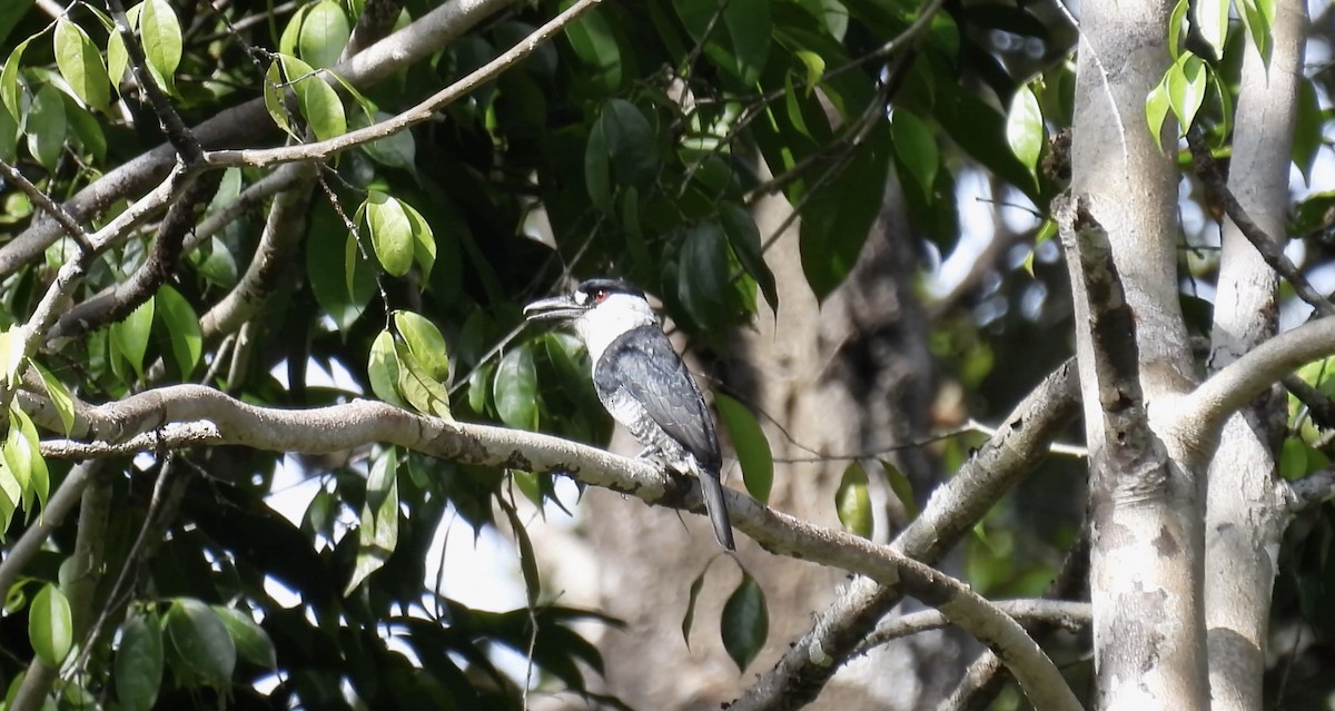 Guianan Puffbird - ML643278705