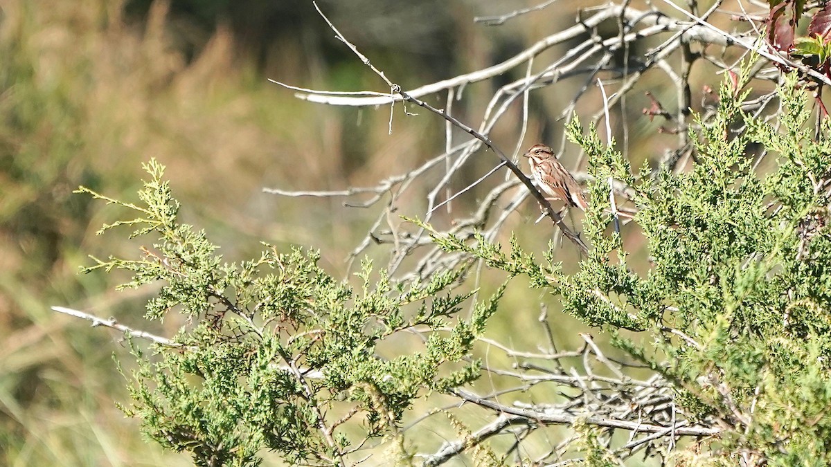 Song Sparrow - ML643278707