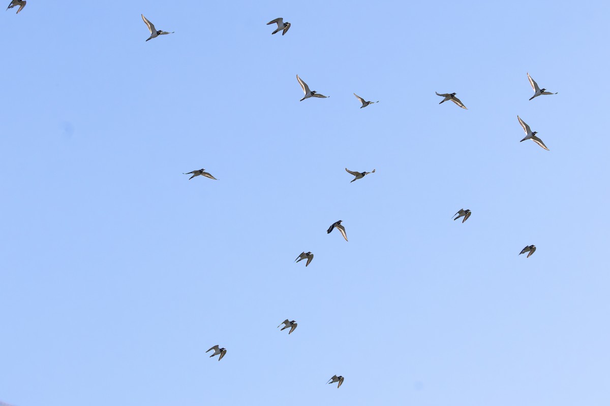 Killdeer - ML643278708