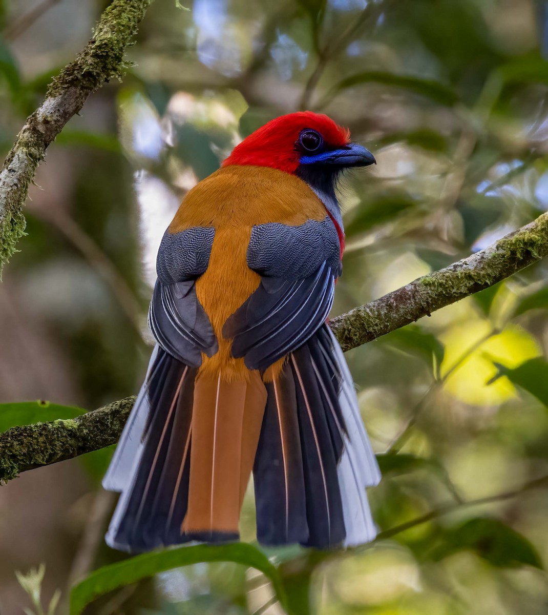 Whitehead's Trogon - ML643278710