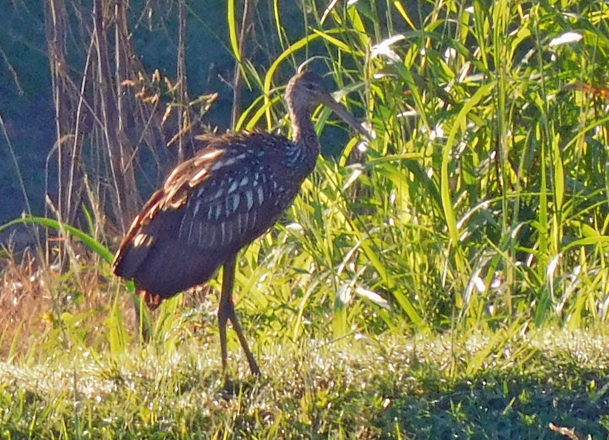 Limpkin - ML643278712