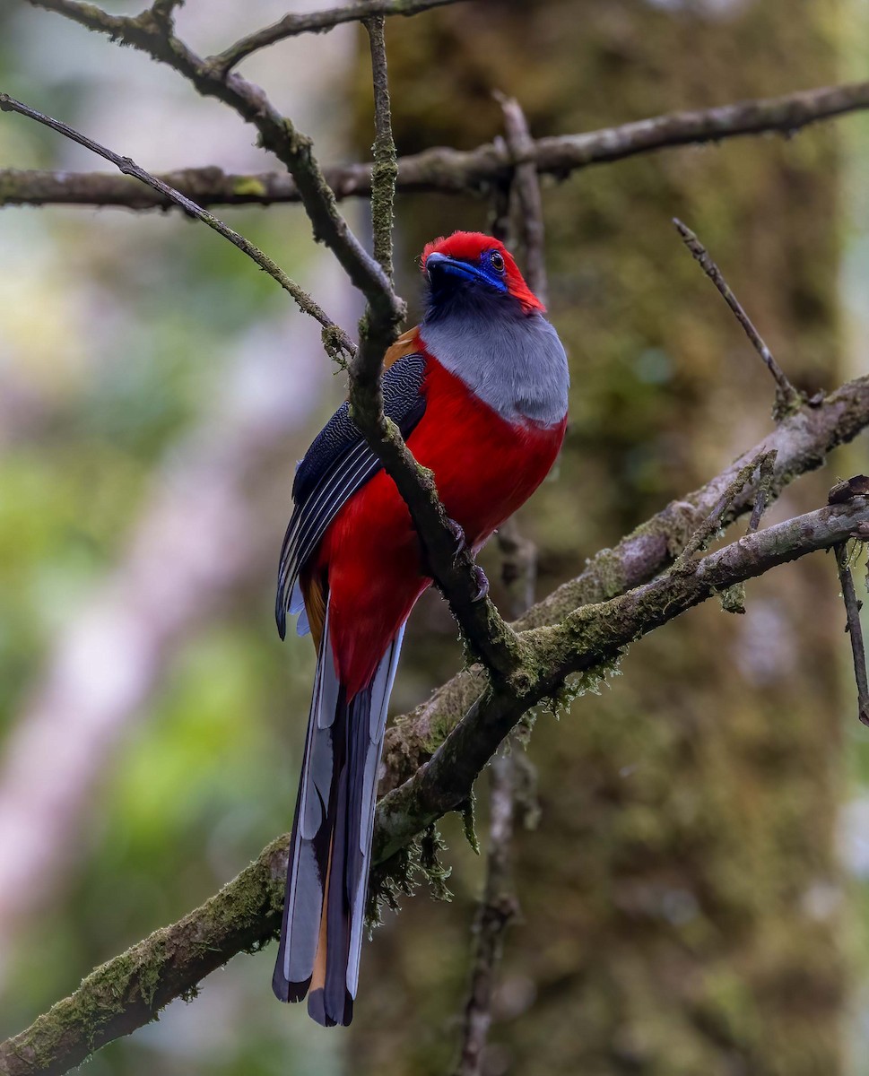 Whitehead's Trogon - ML643278724