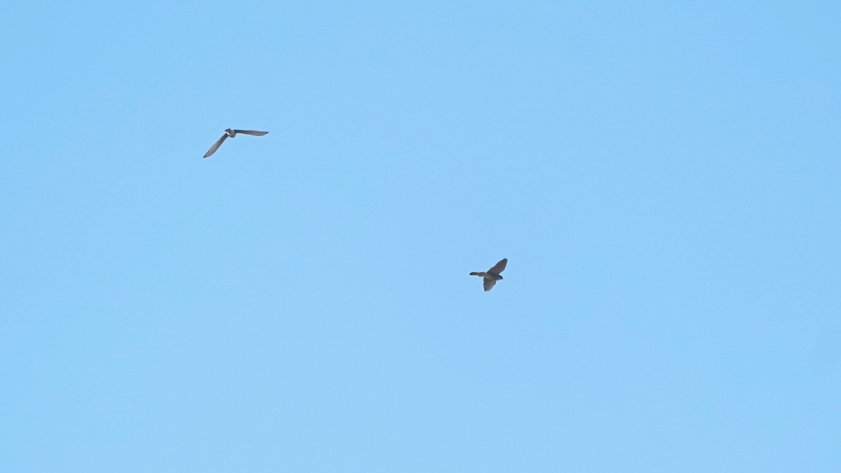 Cooper's Hawk - ML643278730