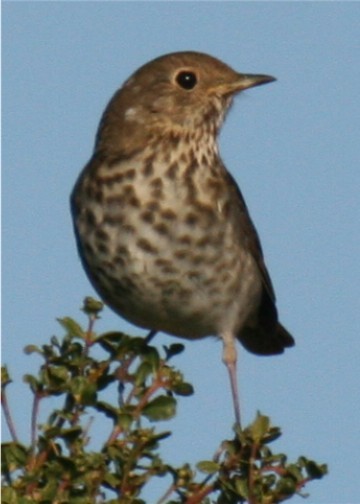Hermit Thrush - ML643278732