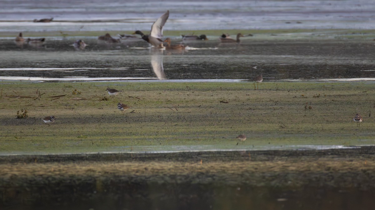 Lesser Yellowlegs - ML643278738