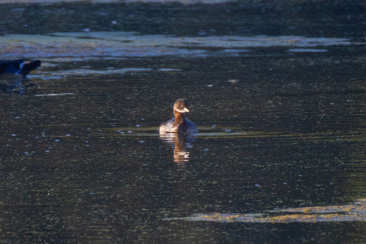 Pied-billed Grebe - ML643278750