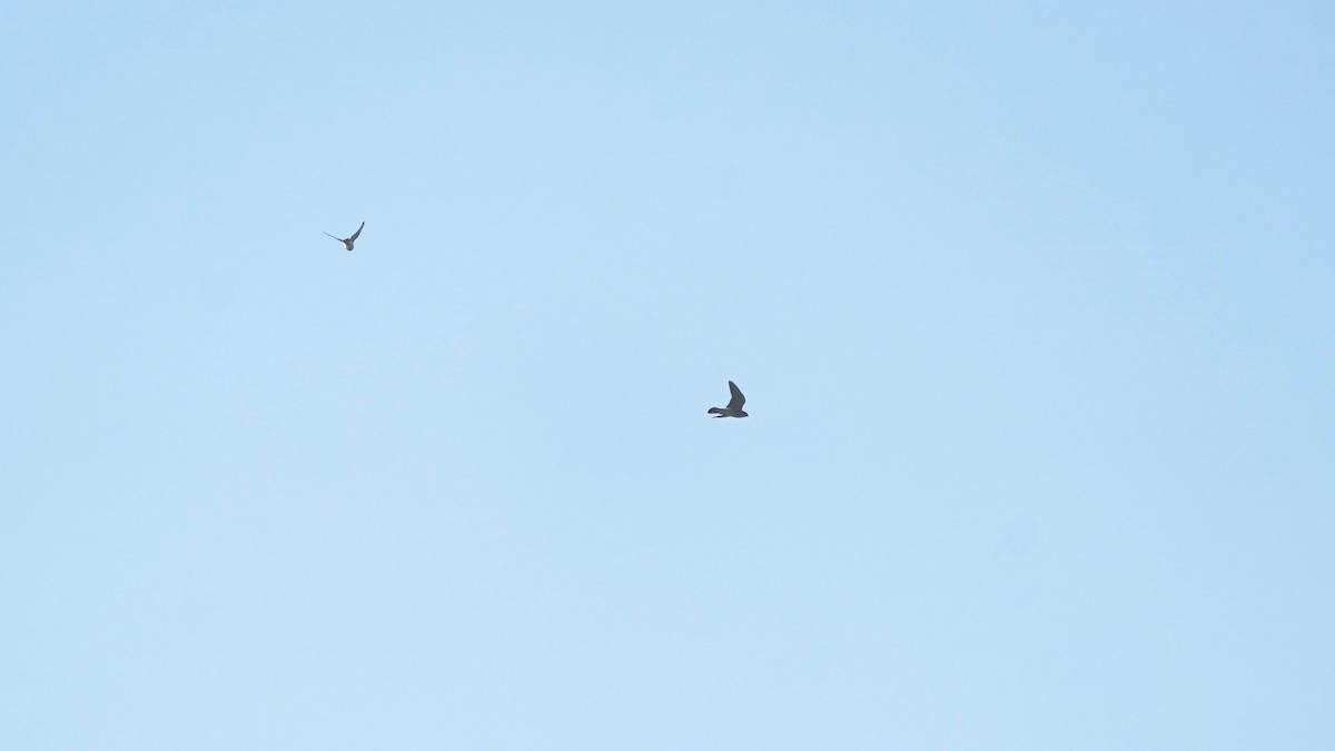 Cooper's Hawk - ML643278751