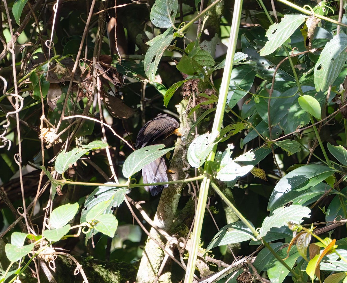 Bare-headed Laughingthrush - ML643278753