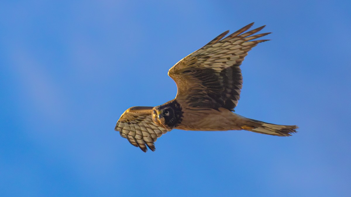 Northern Harrier - ML643278754