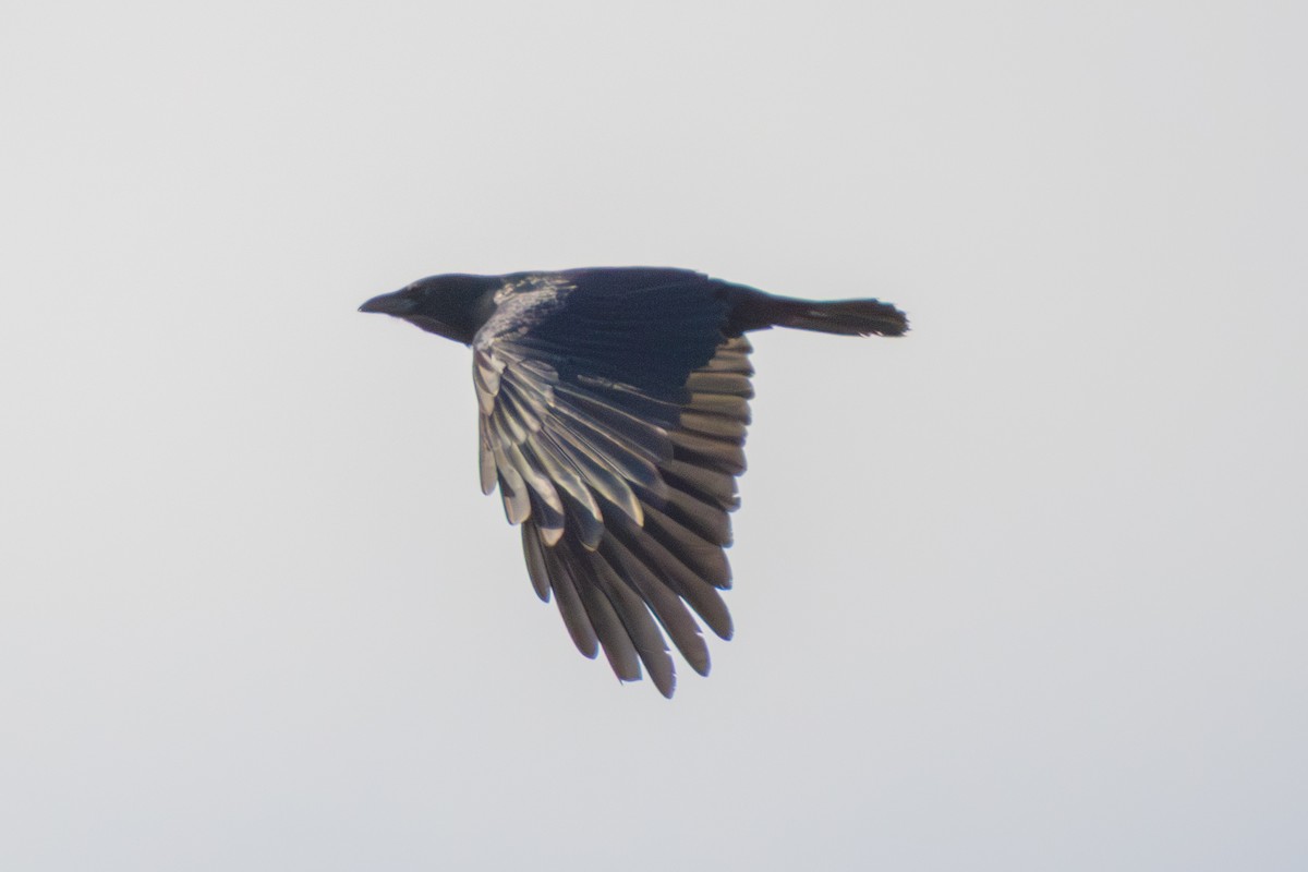 American Crow - ML643278757