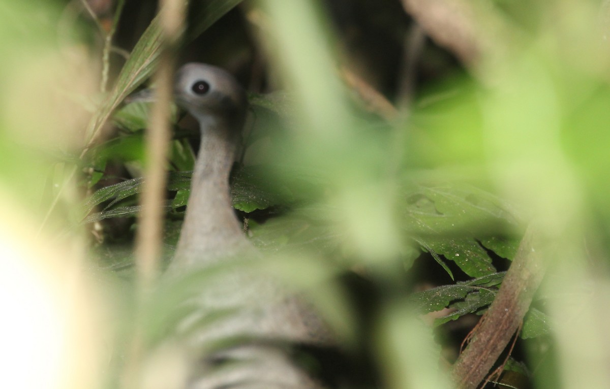 Great Tinamou - ML643278761
