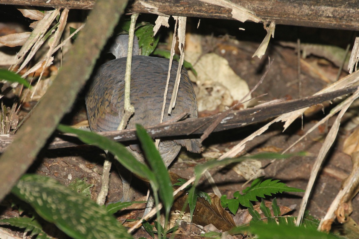 Great Tinamou - ML643278762