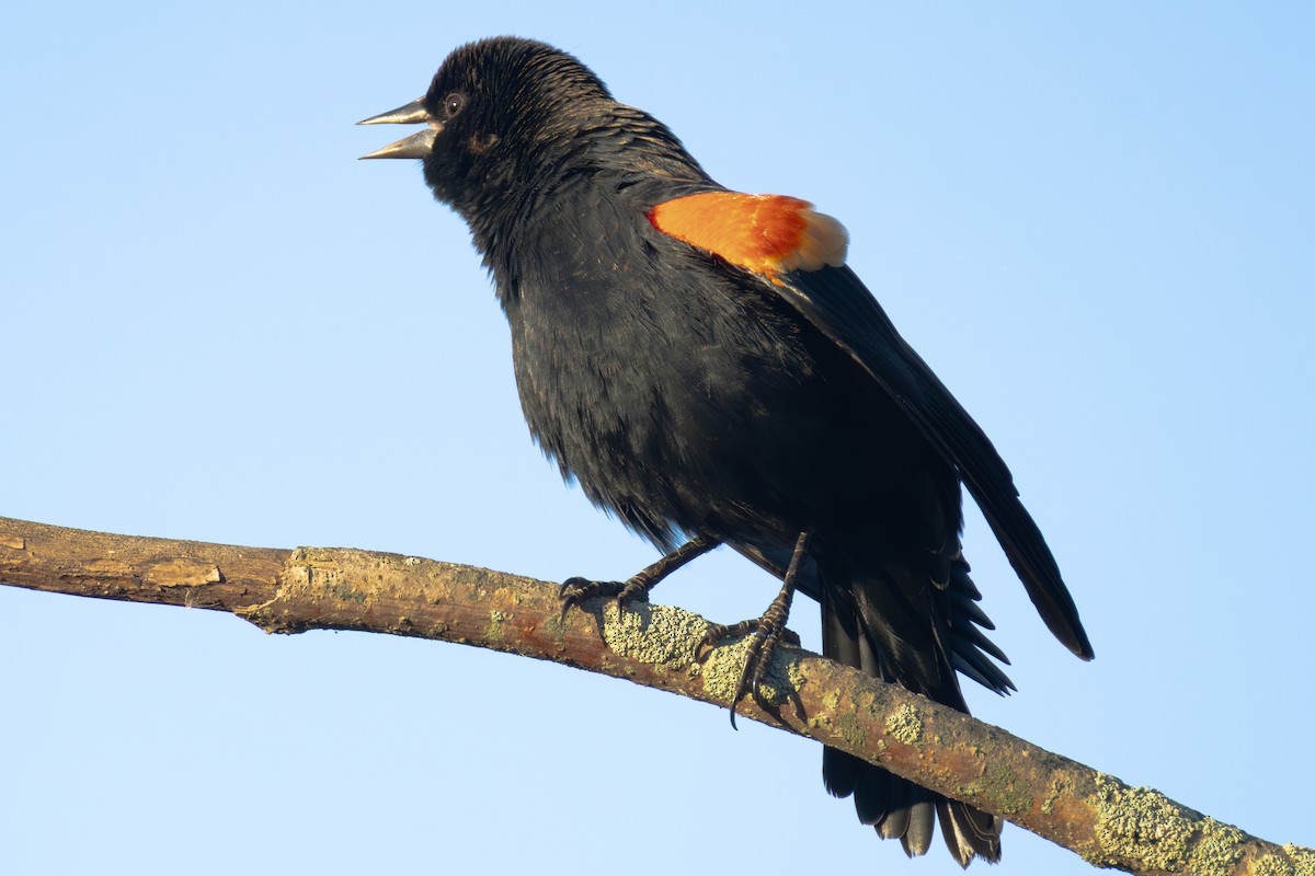Red-winged Blackbird - ML643278763