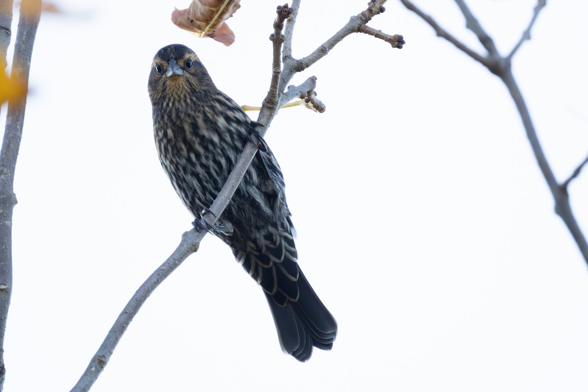Red-winged Blackbird - ML643278764