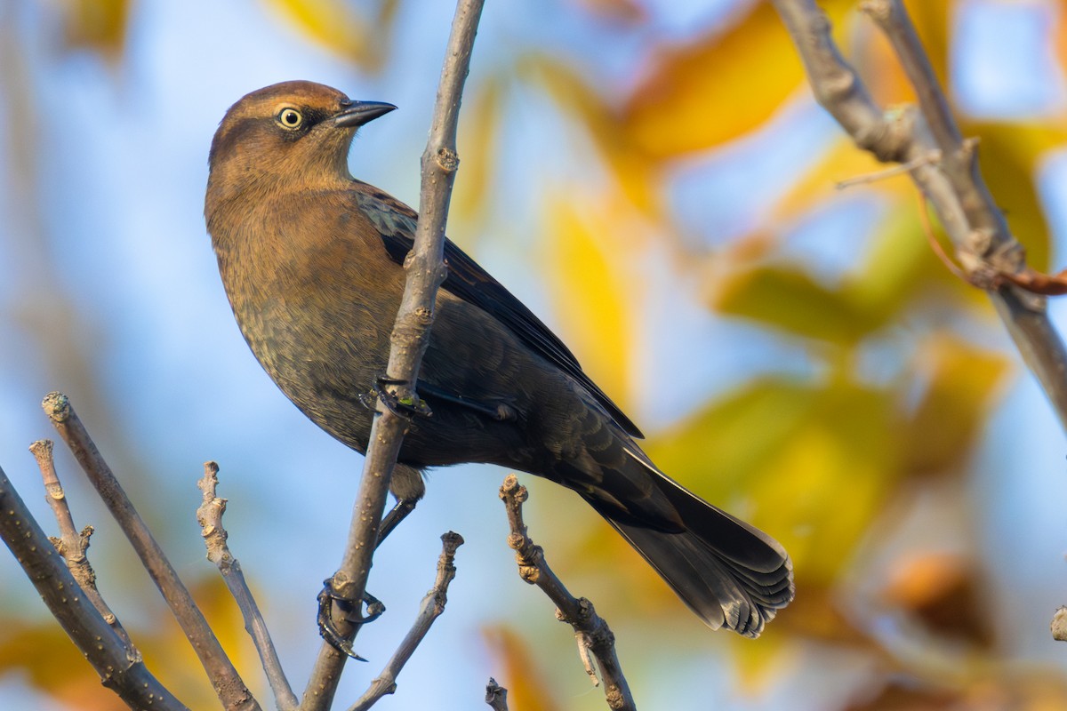Rusty Blackbird - ML643278767