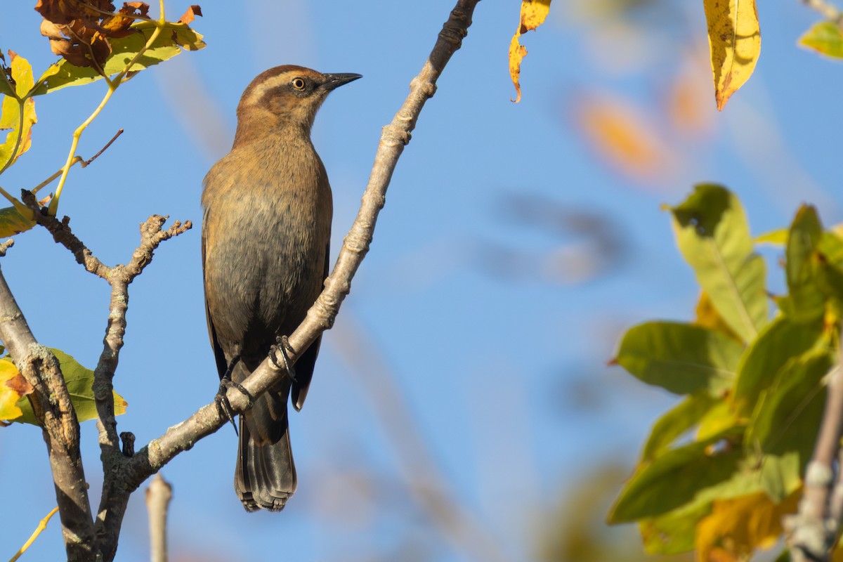 Rusty Blackbird - ML643278768