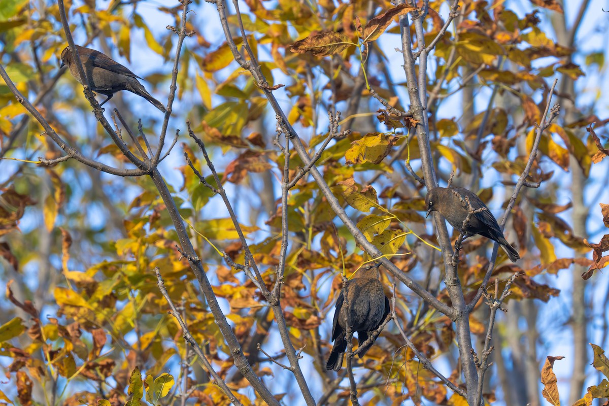 Rusty Blackbird - ML643278769