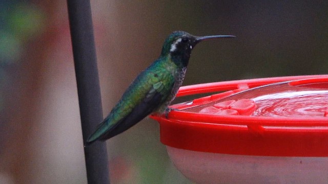 hummingbird sp. - ML643278772