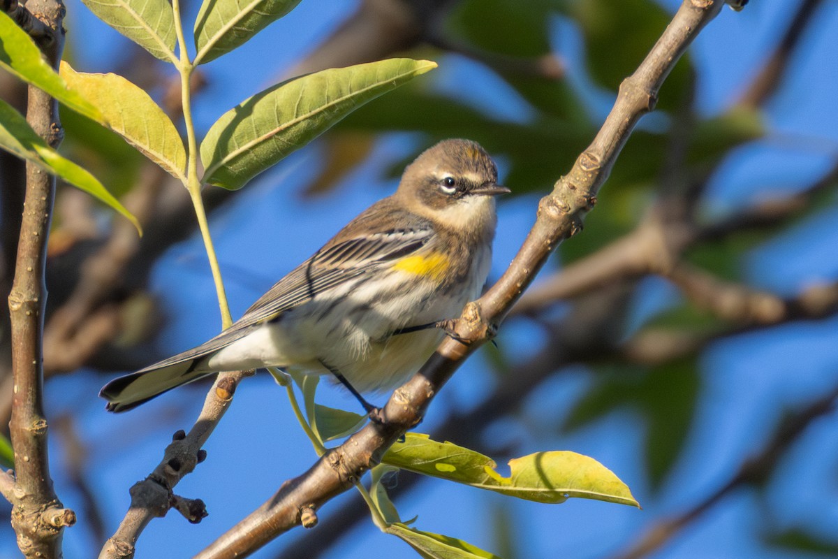 Yellow-rumped Warbler - ML643278780