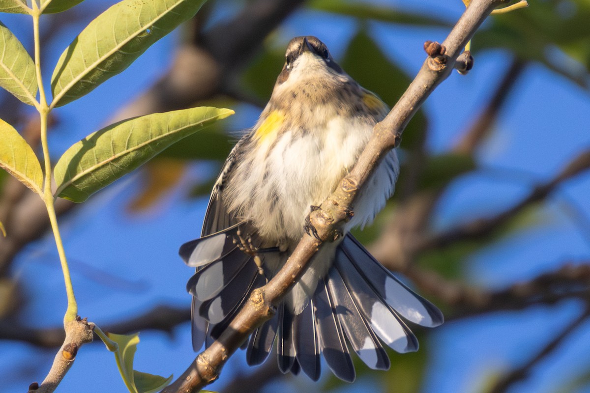 Yellow-rumped Warbler - ML643278781
