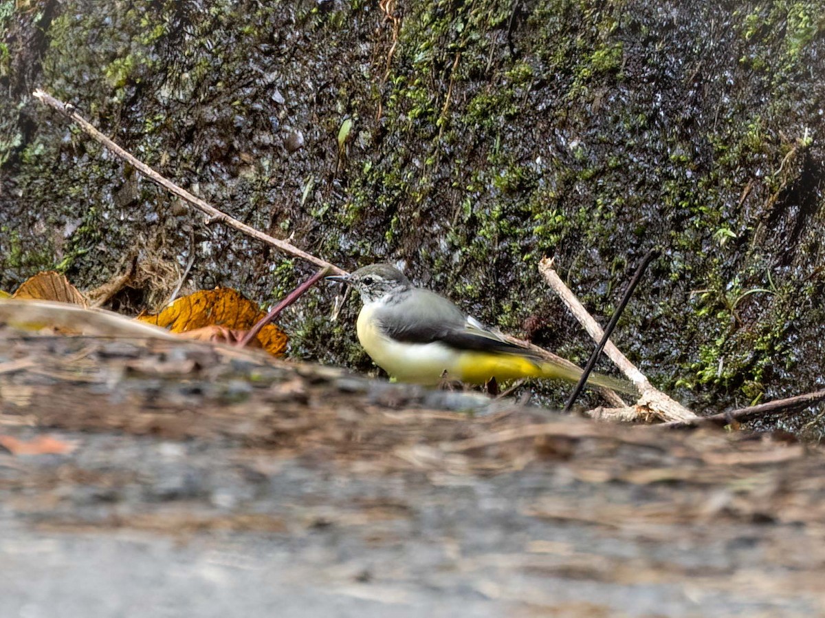 Gray Wagtail - ML643278782