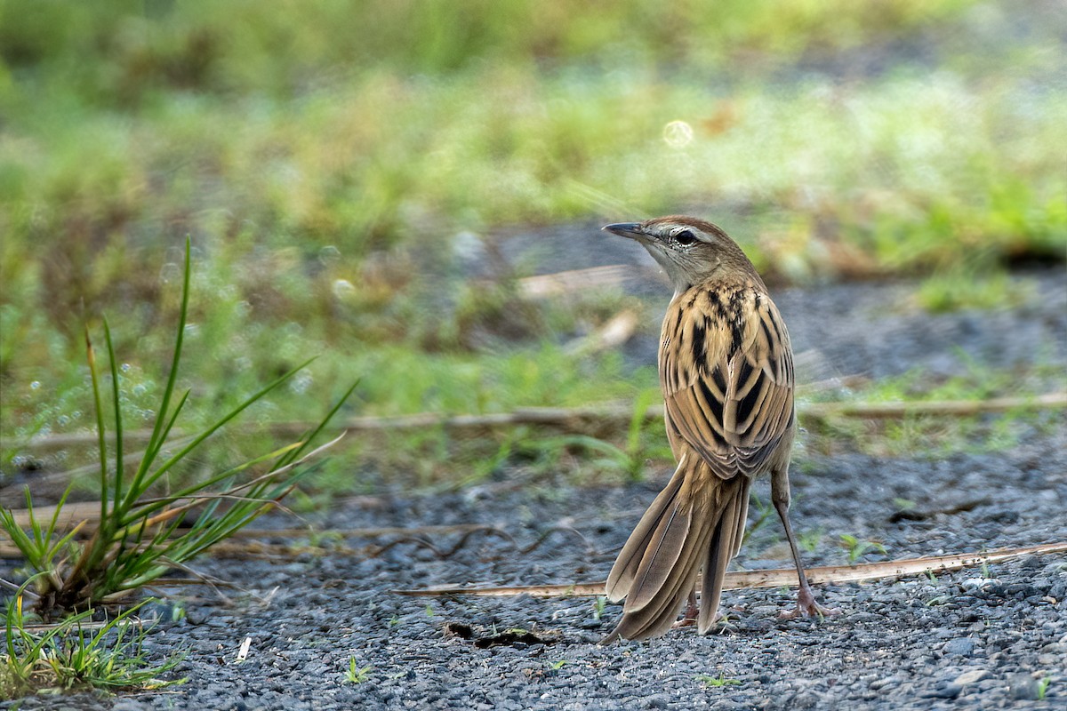 Striated Grassbird - ML643278810