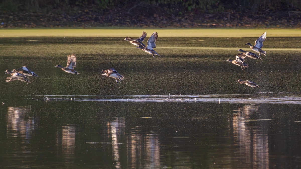 American Wigeon - ML643278824