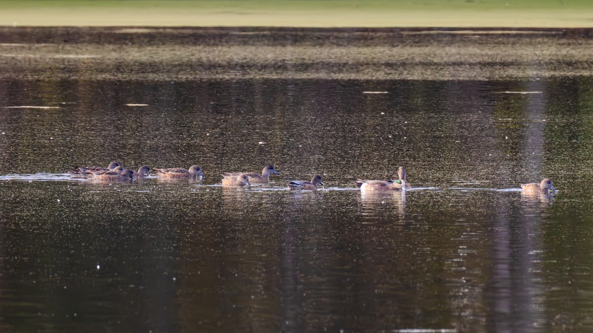 American Wigeon - ML643278826