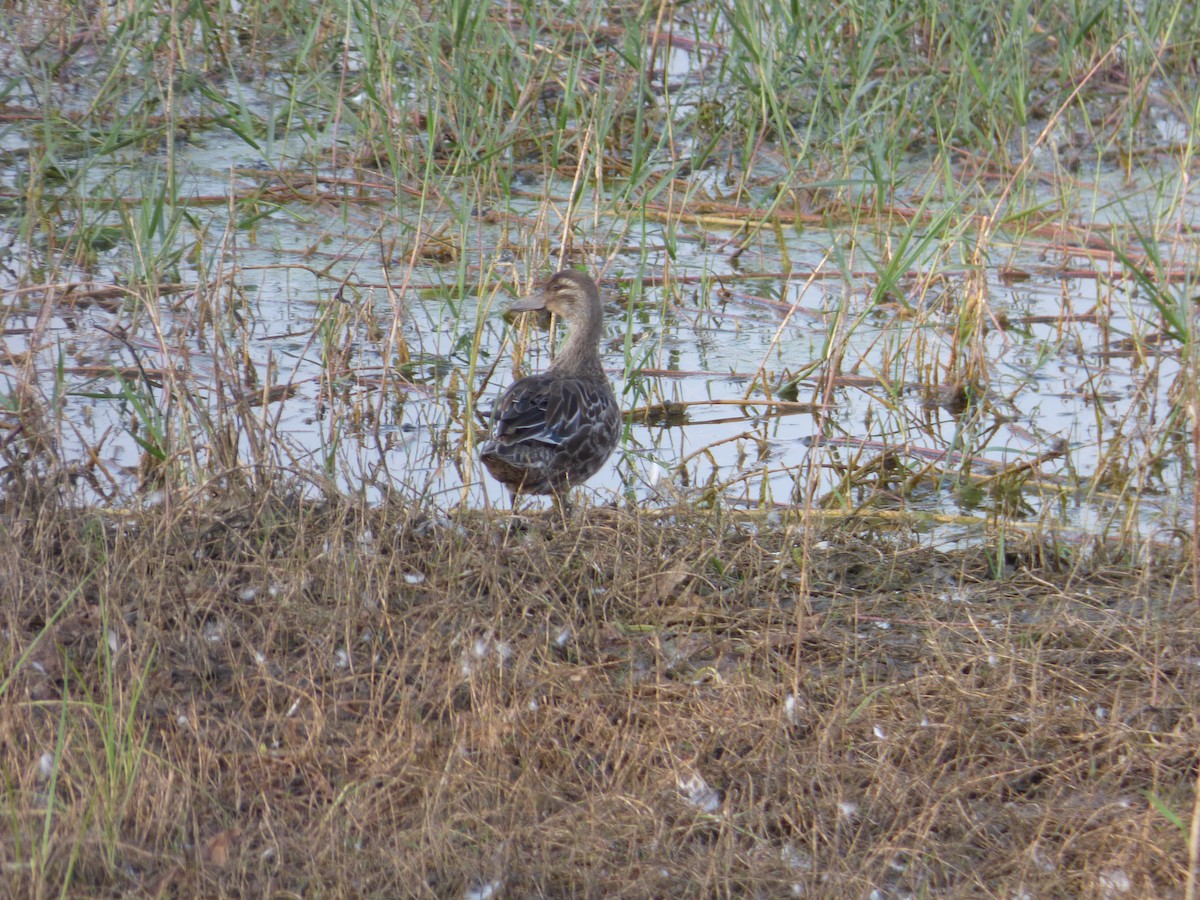 Garganey - ML643278829