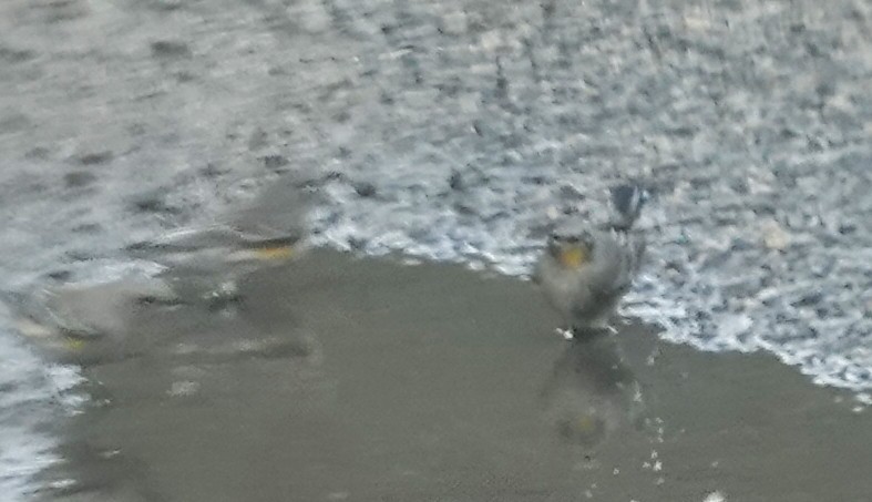 Yellow-rumped Warbler (Audubon's) - ML643278830