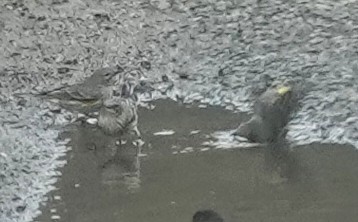 Yellow-rumped Warbler (Audubon's) - ML643278831